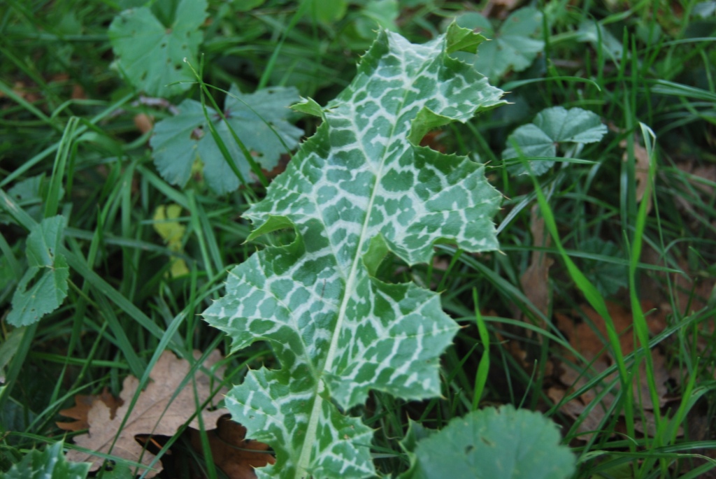 Forl: Silybum marianum